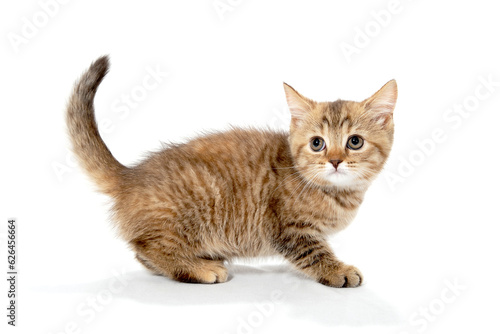 ginger purebred kitten sits on an isolated white background © Евгений Порохин