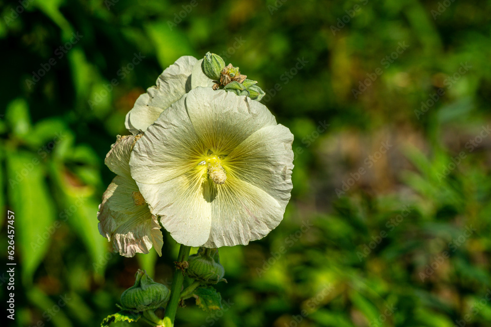 Petal of blooming hollyhock in a garden Petal of blooming hollyhock in a garden