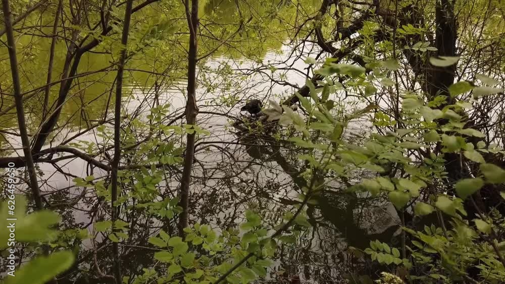 Coot on nest on pond with trees reflecting on the water in Spring Coot on nest on pond with trees reflecting on the water in Spring