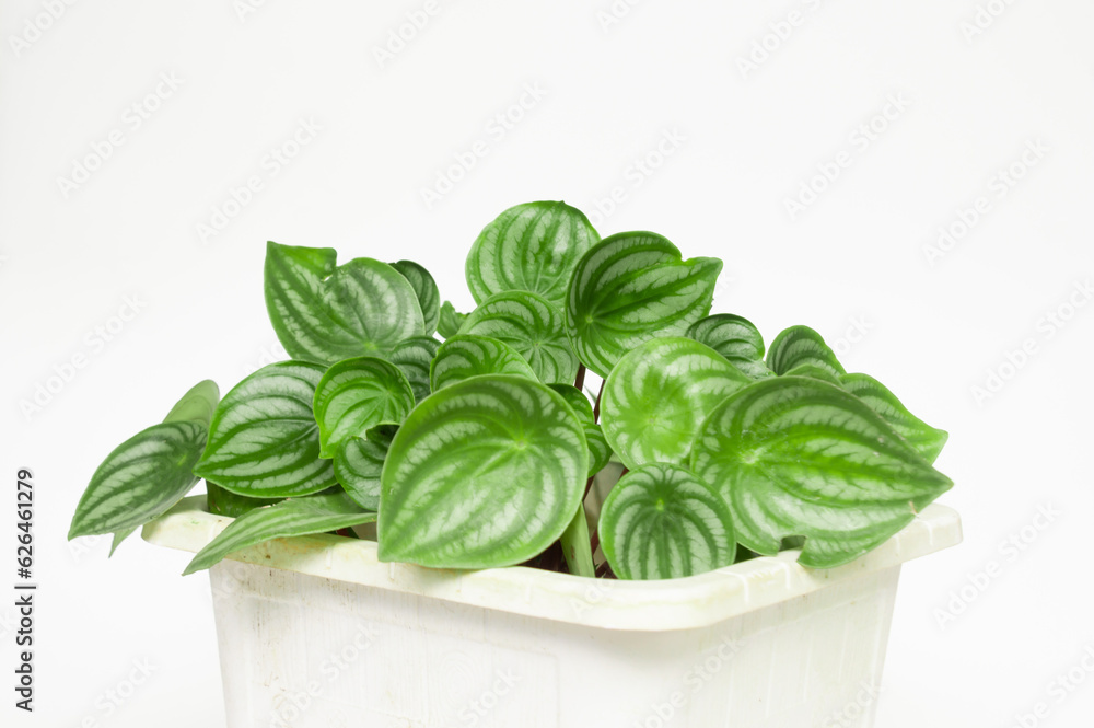 Peperomia Watermelon (Peperomia argyreia) in the white pot under sunlight, originated from South American rainforest Peperomia Watermelon (Peperomia argyreia) in the white pot under sunlight, originated from South American rainforest