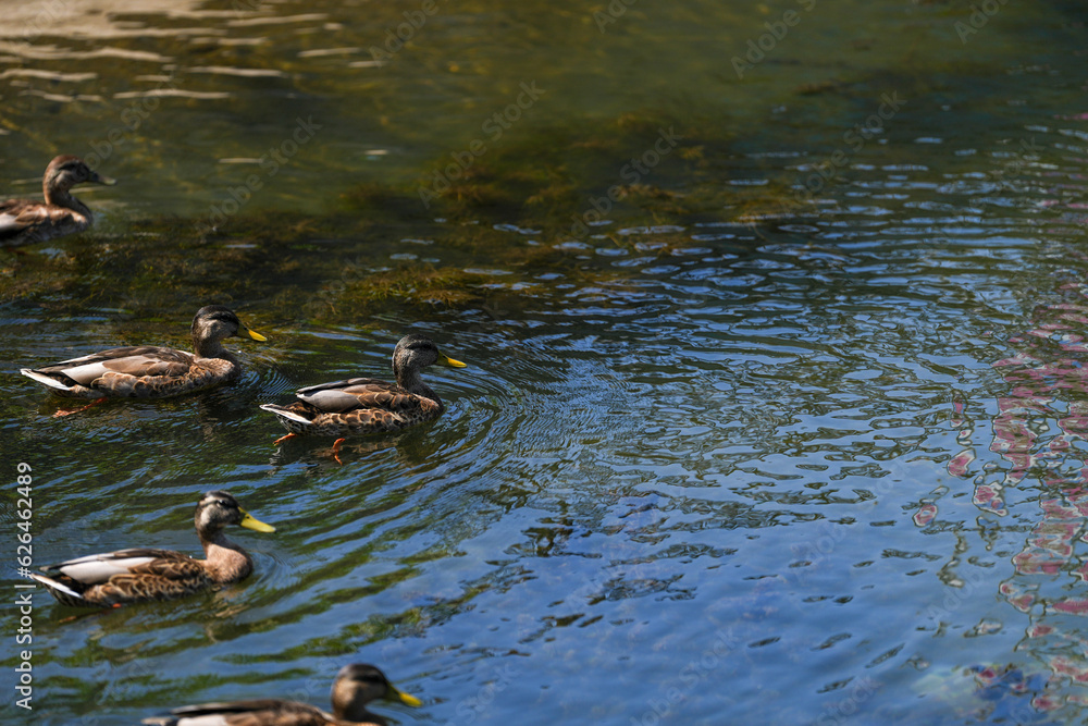 wild ducks on the lake. photo during the day. wild ducks on the lake. photo during the day.