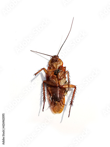 Dead cockroaches on white background1