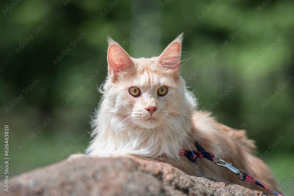 Portrait of a beautiful purebred Maine Coon cat in the park on the grass. Portrait of a beautiful purebred Maine Coon cat in the park on the grass.