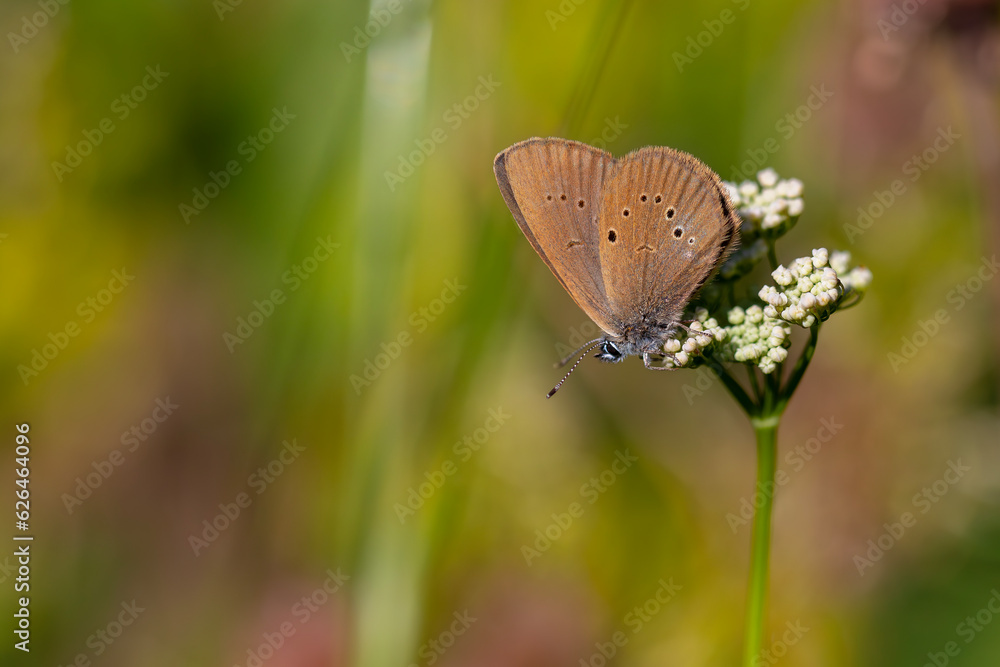 brown butterfly on white flower, Dusky Large Blue, Phengaris nausithous brown butterfly on white flower, Dusky Large Blue, Phengaris nausithous