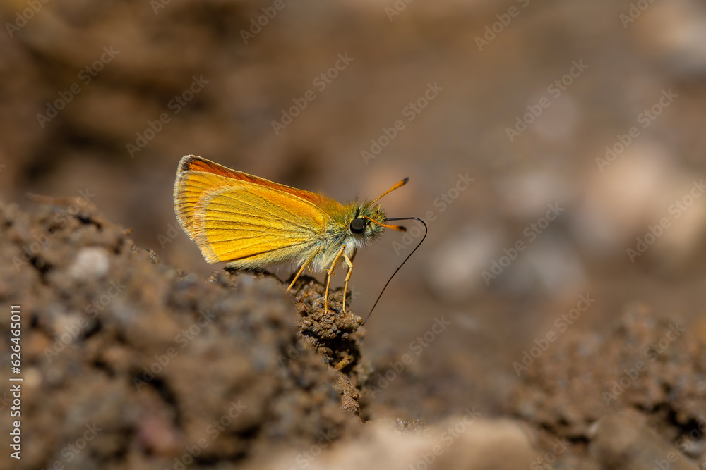 mineral field yellow butterfly, Essex Skipper, Thymelicus lineolus