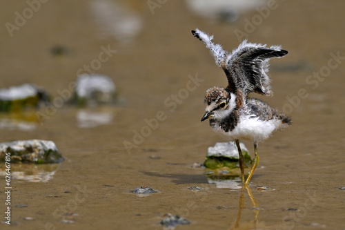 Chic of the Little ringed plover // Flussregenpfeifer-Küken (Charadrius dubius) photo