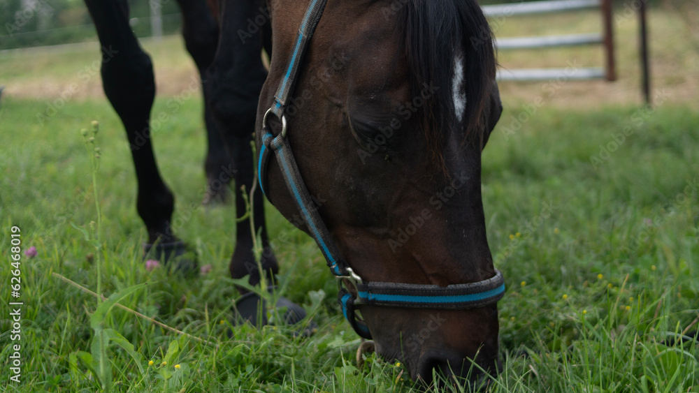 Obraz premium horse eating grass