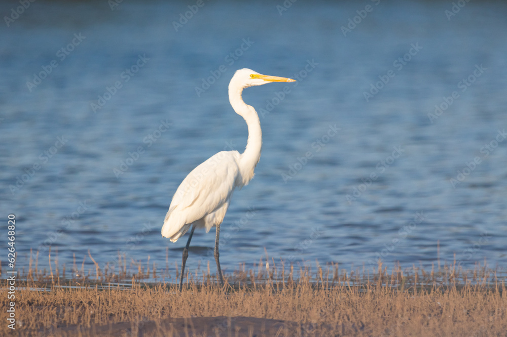 Fototapeta premium Eastern great egret in Kabini backwaters