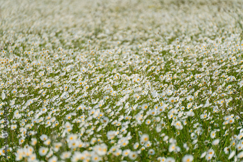 Daisy Chamomile background. Beautiful nature scene with blooming chamomilles in sun flare. Sunny day. Summer flowers.