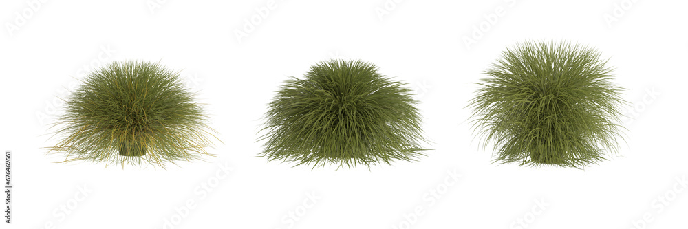 Set of isolated fluffy grass bushes. Front view. 3d render Set of isolated fluffy grass bushes. Front view. 3d render