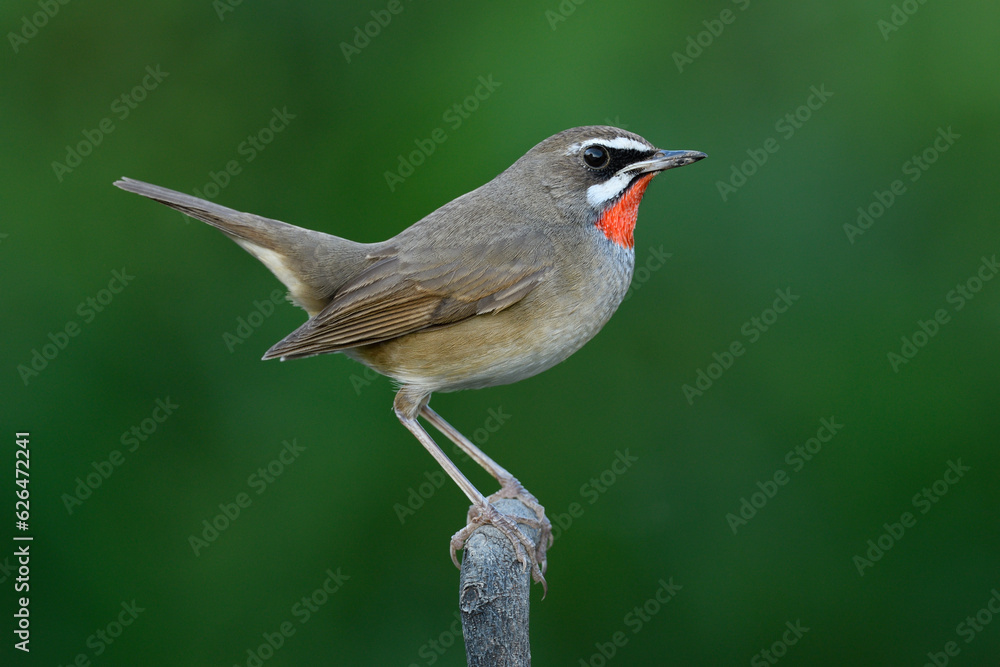 Obraz premium Siberian Rubythroat