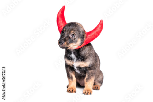 Foto mongrel puppy in a carnival costume of an imp sitting on a white background