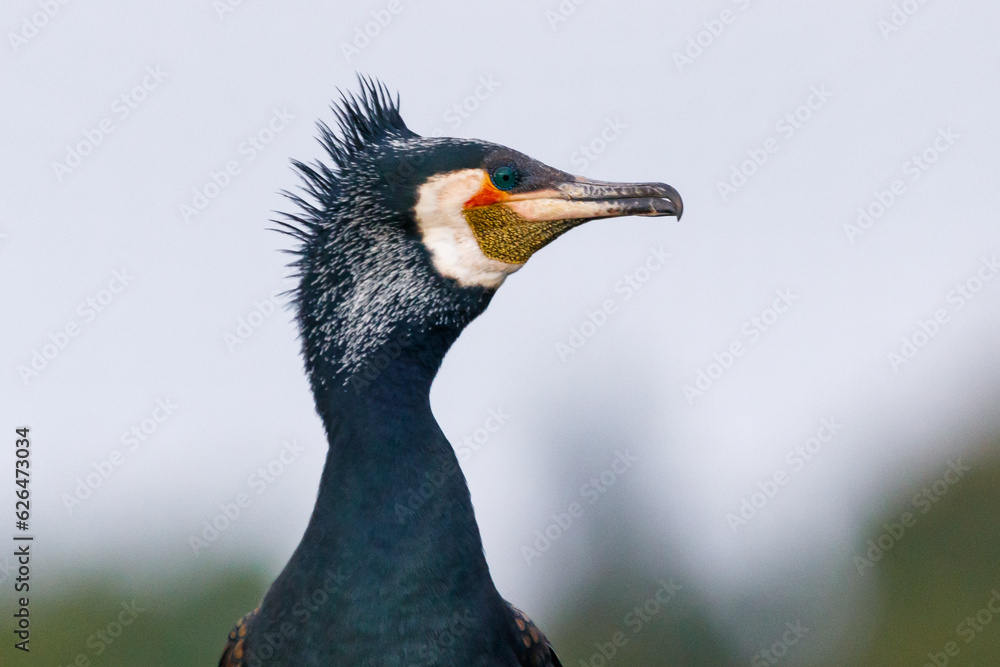 Naklejka premium Great cormorant