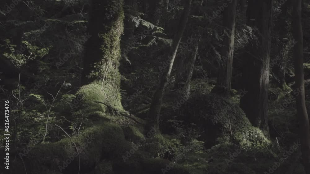Komorebi. Sunlight shining through the trees in the forest of Aokigahara, Japan. Closeup. S-Log, 8-bit, 24FPS-100M Komorebi. Sunlight shining through the trees in the forest of Aokigahara, Japan. Closeup. S-Log, 8-bit, 24FPS-100M