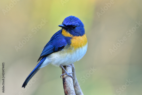 Tickell's Blue Flycatcher © BOONCHUAY