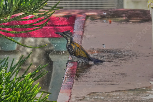 Lesser-flameback woodpecker photo