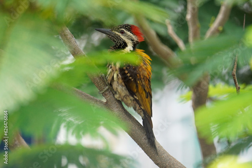 Lesser-flameback woodpecker photo