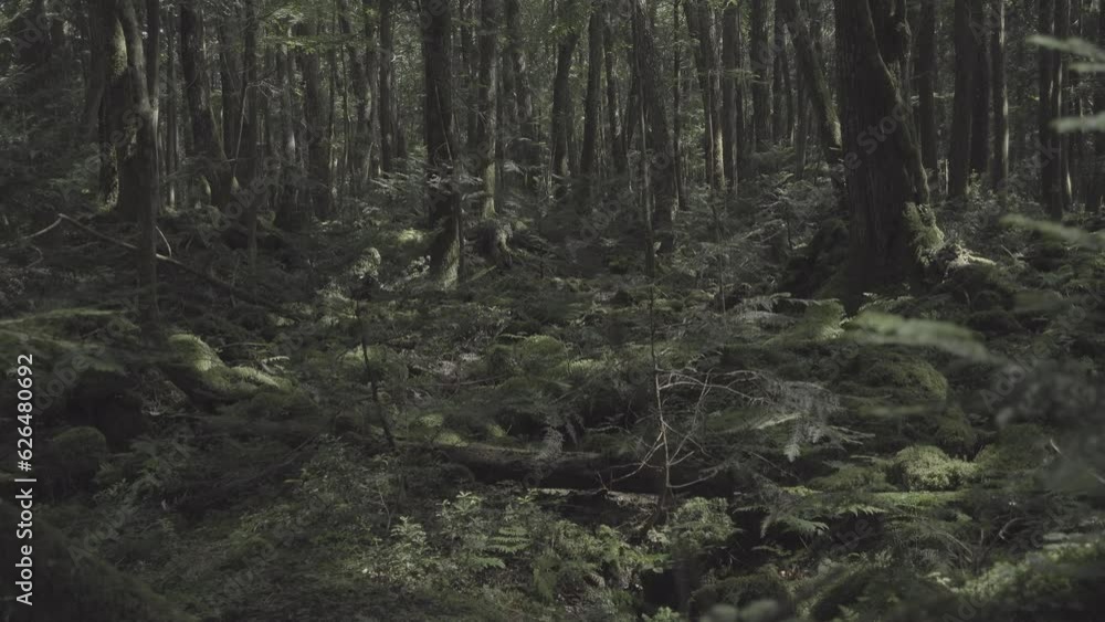 Komorebi. Sunlight shining through the trees in the forest of Aokigahara, Japan. Lights on the ground covered in mosses, fallen trees and trunks. Komorebi. Sunlight shining through the trees in the forest of Aokigahara, Japan. Lights on the ground covered in mosses, fallen trees and trunks.
