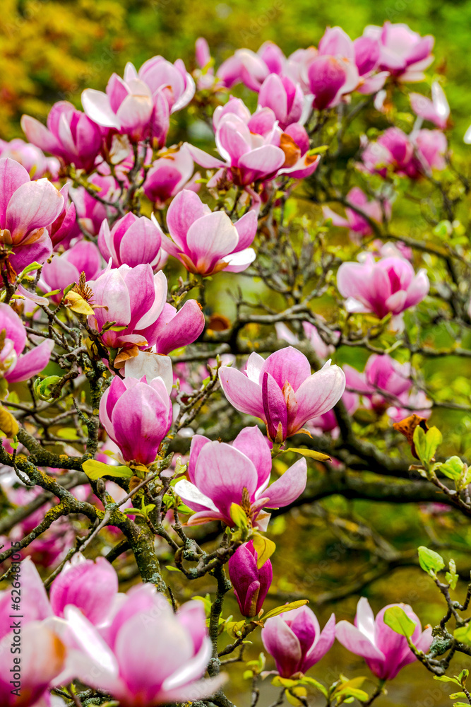 pink magnolia tree pink magnolia tree