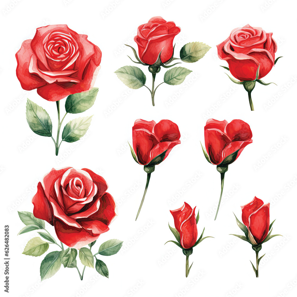 Set red rose, beautiful flower on isolated white background, watercolor illustration, botanical painting Set red rose, beautiful flower on isolated white background, watercolor illustration, botanical painting