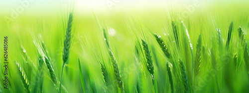 green wheat sprouts top blurred background panorama eco banner.