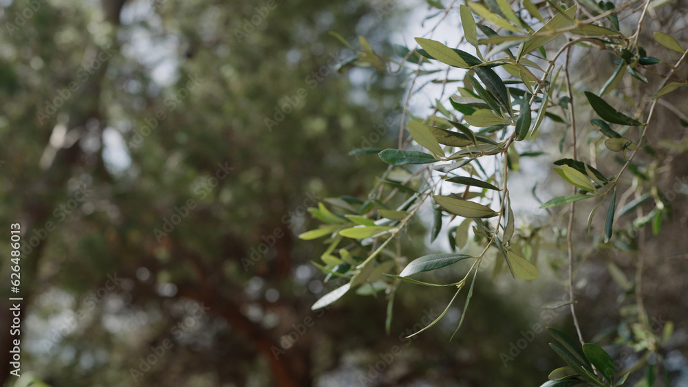 photo of olive leaves on spring day photo of olive leaves on spring day