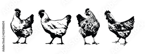 Agricultural Animals (CHICKEN)