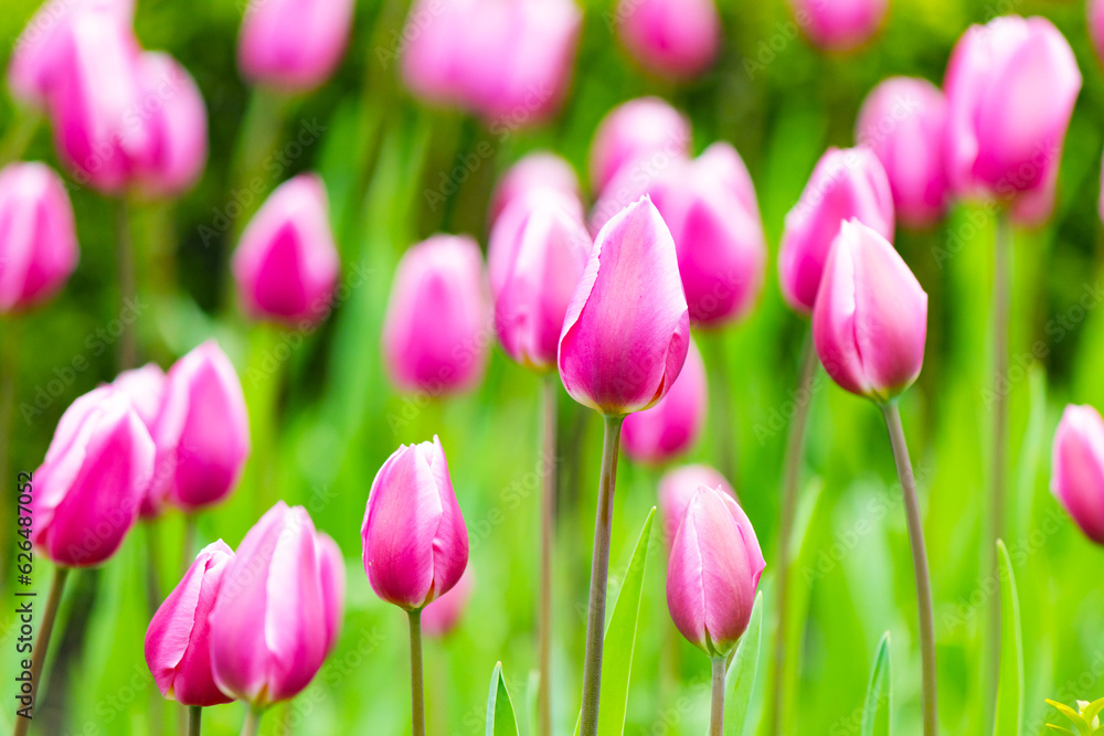 Fototapeta premium Pink tulip flowers blooming in a tulip meadow. Selective focus