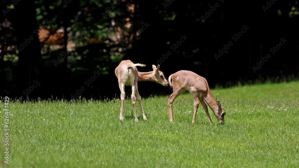 Dama gazelle Baby. Gazella dama mhorr or mhorr gazelle is a species of gazelle. Lives in Africa in the Sahara desert and the Sahel. Dama gazelle Baby. Gazella dama mhorr or mhorr gazelle is a species of gazelle. Lives in Africa in the Sahara desert and the Sahel.