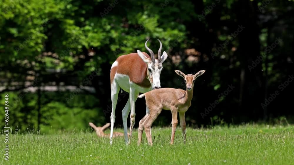 Dama gazelle Baby. Gazella dama mhorr or mhorr gazelle is a species of gazelle. Lives in Africa in the Sahara desert and the Sahel. Dama gazelle Baby. Gazella dama mhorr or mhorr gazelle is a species of gazelle. Lives in Africa in the Sahara desert and the Sahel.