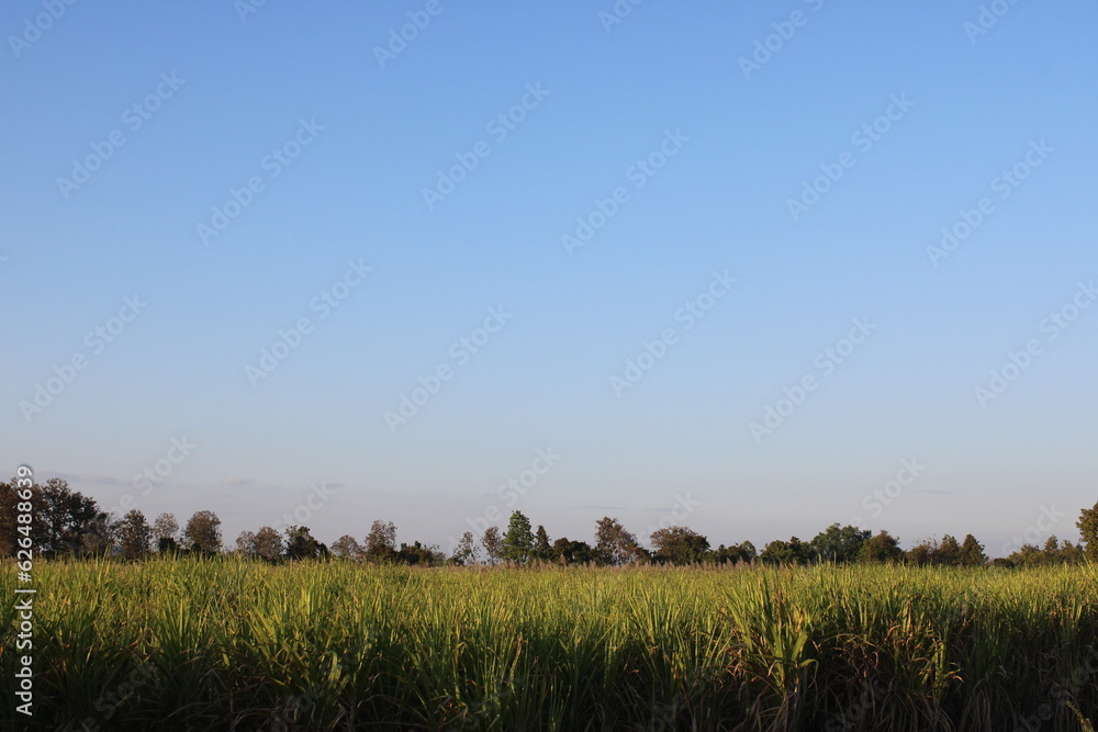 Fototapeta premium field and blue sky