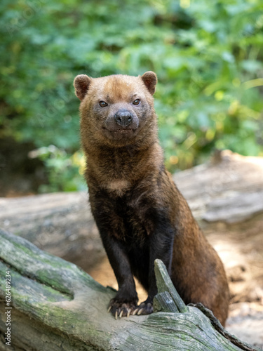 Bush dog, Speothos venaticus, stands on a trunk and observes the surroundings