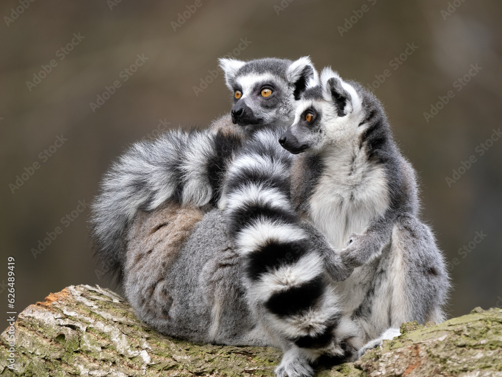 Two female Ring-tailed Lemurs, Lemur catta, sit on a log with striped tails