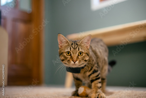 Cute cat  lying on a carpet at home photo