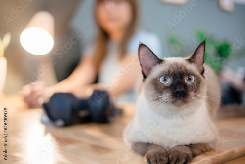 Fototapeta Naklejka Na Ścianę i Meble -  Cat sit on a table in the room