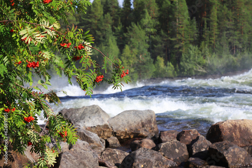 Ripe mountain-ash berries in front of the rapid Storforsen in the Swedish Pite river. photo