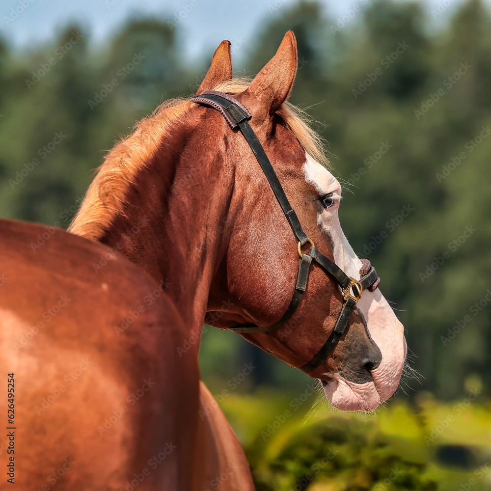Obraz premium Horse Quarter Popfportraits from behind over the croup, horse has a fish eye and a lantern pallor wearing a cavesson..