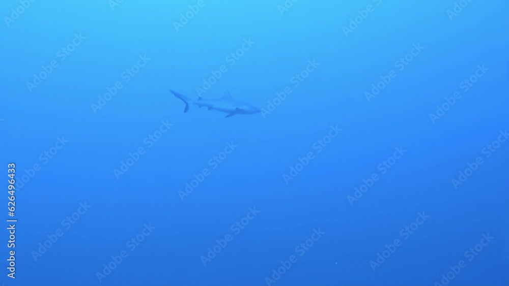 Mesmerizing view of fish and corals underwater in French Polynesia is splendid. Fish and corals are two of most fascinating and beautiful creatures found in world oceans. Mesmerizing view of fish and corals underwater in French Polynesia is splendid. Fish and corals are two of most fascinating and beautiful creatures found in world oceans.
