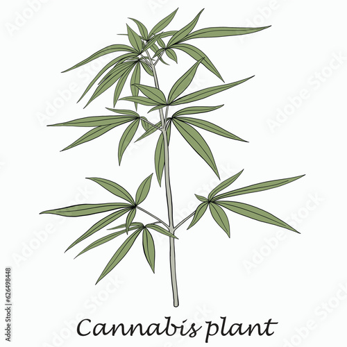 Simplicity cannabis plant freehand drawing flat design.