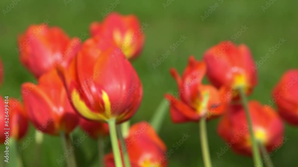 Red tulips bloom in spring. Blur bokeh. Tulip flower nature. Floral background. Botanical garden. Flowering buds. Blooming mood. Beautiful aesthetic petal plant. The swaying of the wind. Sunny day. Red tulips bloom in spring. Blur bokeh. Tulip flower nature. Floral background. Botanical garden. Flowering buds. Blooming mood. Beautiful aesthetic petal plant. The swaying of the wind. Sunny day.