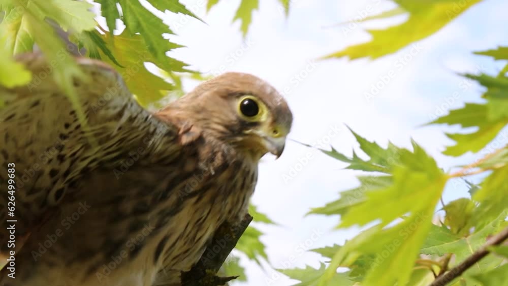 A young falcon putinets sits on the trees, against the sky. A young falcon putinets sits on the trees, against the sky.