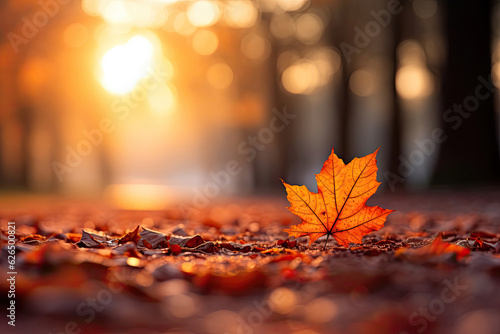 Autumn Leaf on Forest Ground at Sunset
