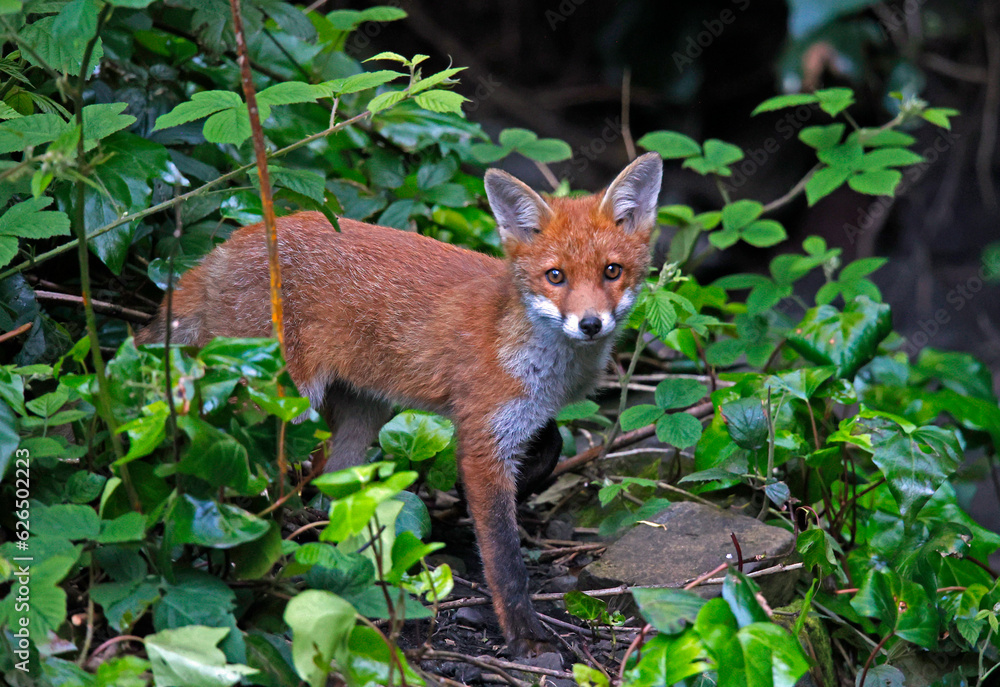 Young foxes exploring the garden Young foxes exploring the garden