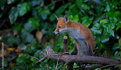 Young foxes exploring the garden