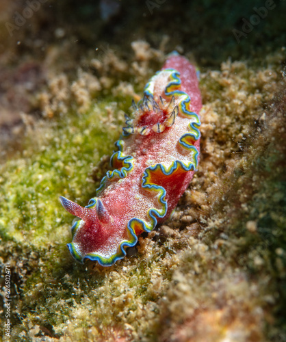 Nudibranch