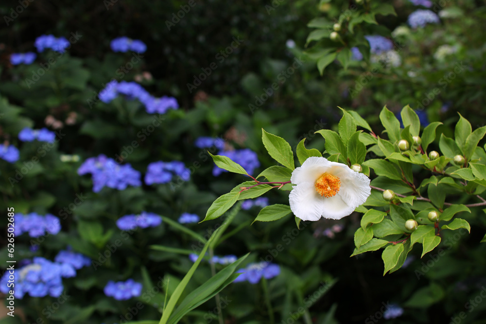 Φωτογραφία 風情のある白い夏椿と紫陽花