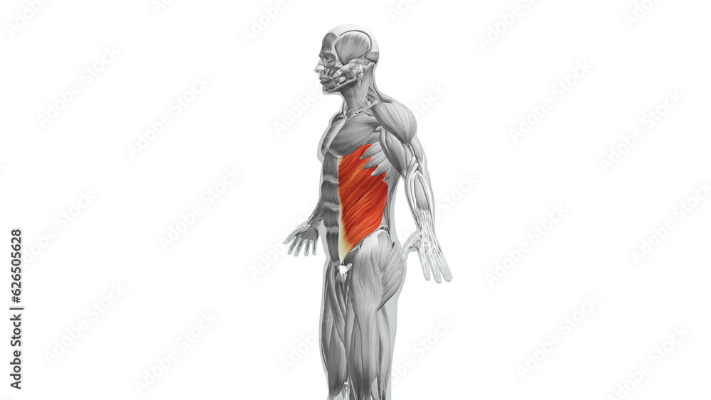 Obraz premium Anatomy of the External Oblique Muscles