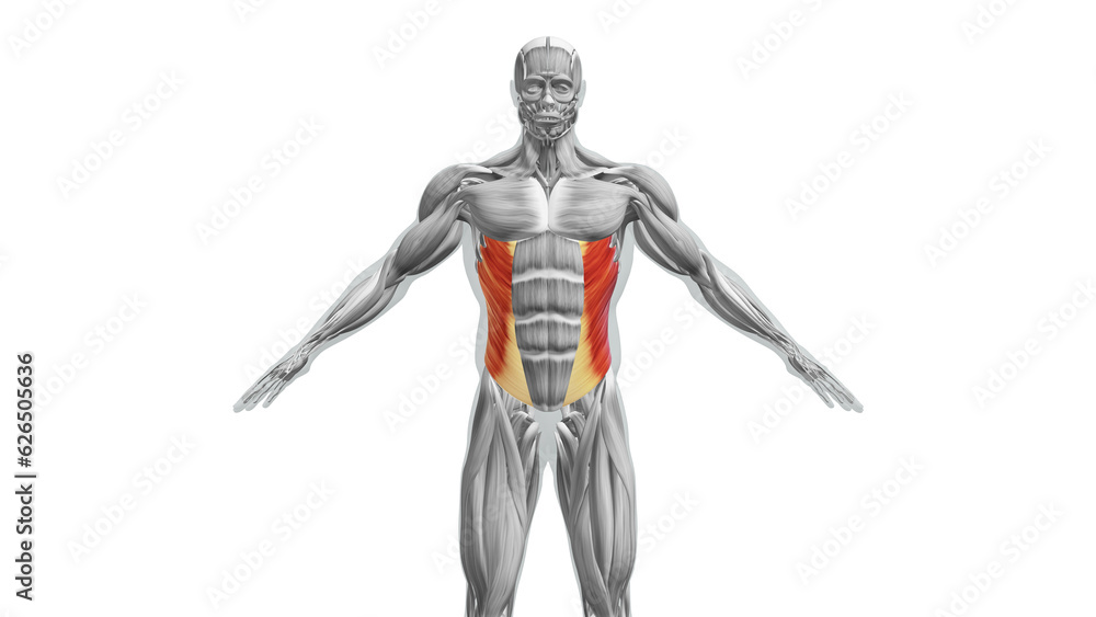 Anatomy of the External Oblique Muscles