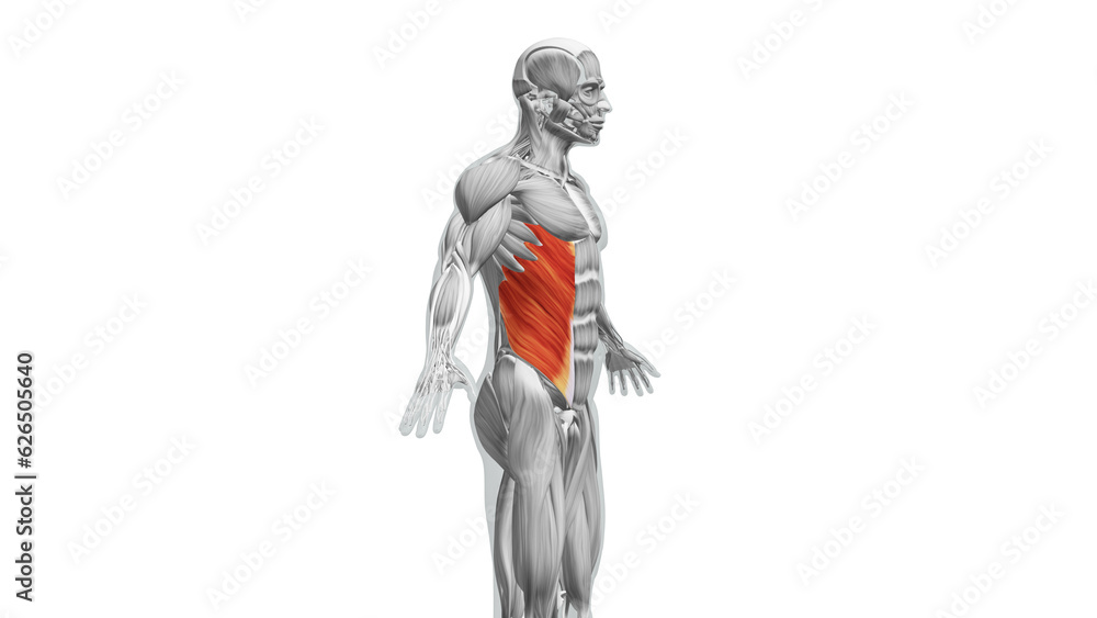 Anatomy of the External Oblique Muscles