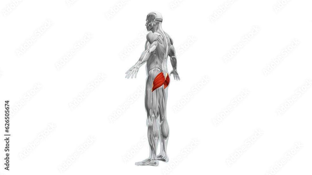 Anatomy of the Gluteus Maximus Muscles